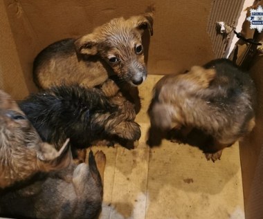 Porzucone szczenięta w lesie. Policja szuka sprawcy