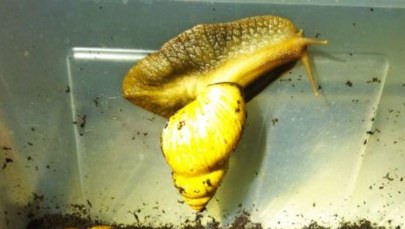 Porzucono ślimaki giganty. Dorosłe mogą ważyć nawet pół kilograma 