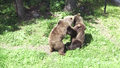 Porzucony niedźwiedź odnalazł miłość 