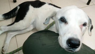 Porzucony pies tygodniami czekał na właściciela. Z żalu "pękło mu serce"