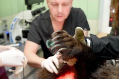 Porzucony przez matkę niedźwiadek w lecznicy w Przemyślu