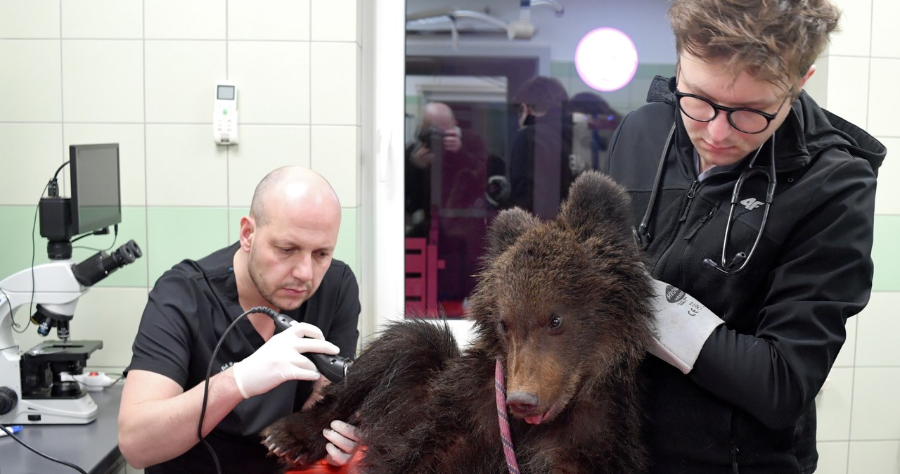 Porzucony przez matkę niedźwiadek w lecznicy w Przemyślu