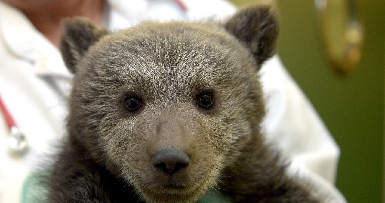 Porzucony w Bieszczadach przez matkę niedźwiadek 