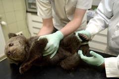 Porzucony w Bieszczadach przez matkę niedźwiadek 