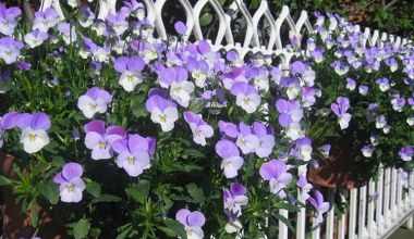 Посадіть на балконі в цей період і підживіть спеціальним добривом. Братки цвістимуть до кінця літа