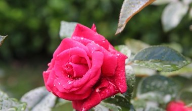 Посадіть поруч з трояндами. Ці сусіди забезпечать гарне цвітіння і вбережуть від шкідників