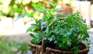 Posadź dziś, a wyrosną jeszcze tej jesieni. Świeże warzywa na wyciągnięcie ręki