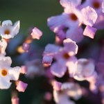 Posadź jako żywopłot. Ładniejsza niż tuja, a do tego odstrasza komary