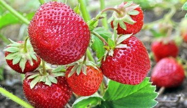 Posadź je obok truskawki. Latem będziesz zbierać zdrowe owoce ciężarówką