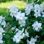 Posadź je zamiast hortensji. Nie kapryszą i długo kwitną