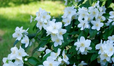 Posadź je zamiast hortensji. Nie kapryszą i długo kwitną