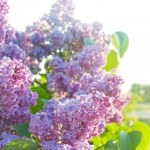 Posadź nim minie marzec. Jeszcze w tym roku zobaczysz kwiaty