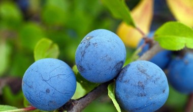 Posadź obok śliwki. W sezonie owoce będą dorodne i słodkie jak cukierki