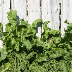 naturalne sposoby na kleszcze Posadź przy ogrodzeniu. Kleszcze i krety przestaną odwiedzać twój ogród
