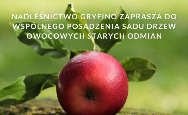 Posadź sad z dawnych odmian drzew owocowych