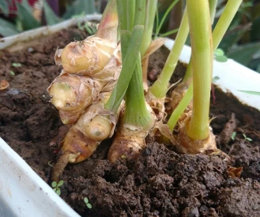 Posadź tę roślinę na swoim parapecie. Jesienią uratuje cię od przeziębień 