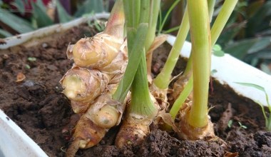 Posadź tę roślinę na swoim parapecie. Jesienią uratuje cię od przeziębień 