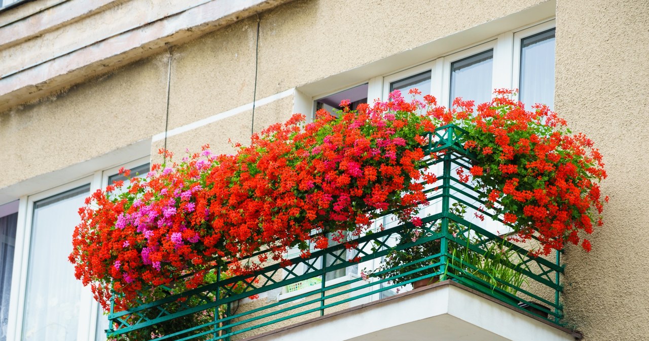 ​Posadź te rośliny na balkonie. Są wieloletnie i kwitną miesiącami /123rf.com /123RF/PICSEL