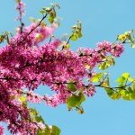 Posadź w ogrodzie, a sąsiedzi ci pozazdroszczą. Cieszy kolorami niemal cały rok