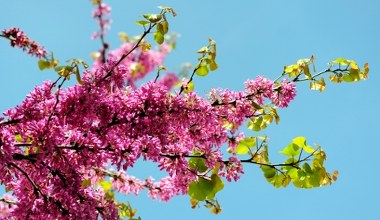 Posadź w ogrodzie, a sąsiedzi ci pozazdroszczą. Cieszy kolorami niemal cały rok