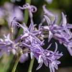 Posadź w ogrodzie. Krety i nornice będą się trzymać od niego z daleka 