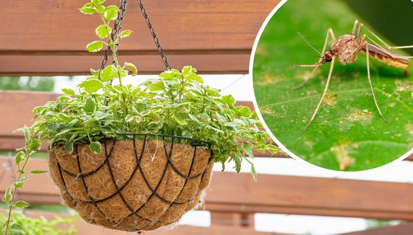 Posadź w ogrodzie lub na balkonie. Naturalna tarcza chroniąca przed komarami