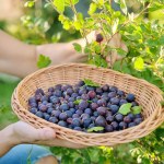 Posadź w ogrodzie porzeczkoagrest. Idealny do ciast i przetworów