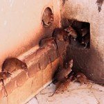 Posadź wokół domu, a pozbędziesz się szczurów. Tani, naturalny sposób