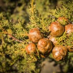 Posadź zamiast tui. Jest ładniejszy i bardziej elegancki