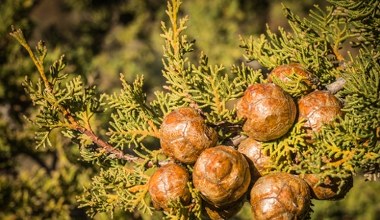 Posadź zamiast tui. Jest ładniejszy i bardziej elegancki
