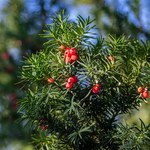 Posadź zamiast tui. Wygląda lepiej i jest mniej kapryśny