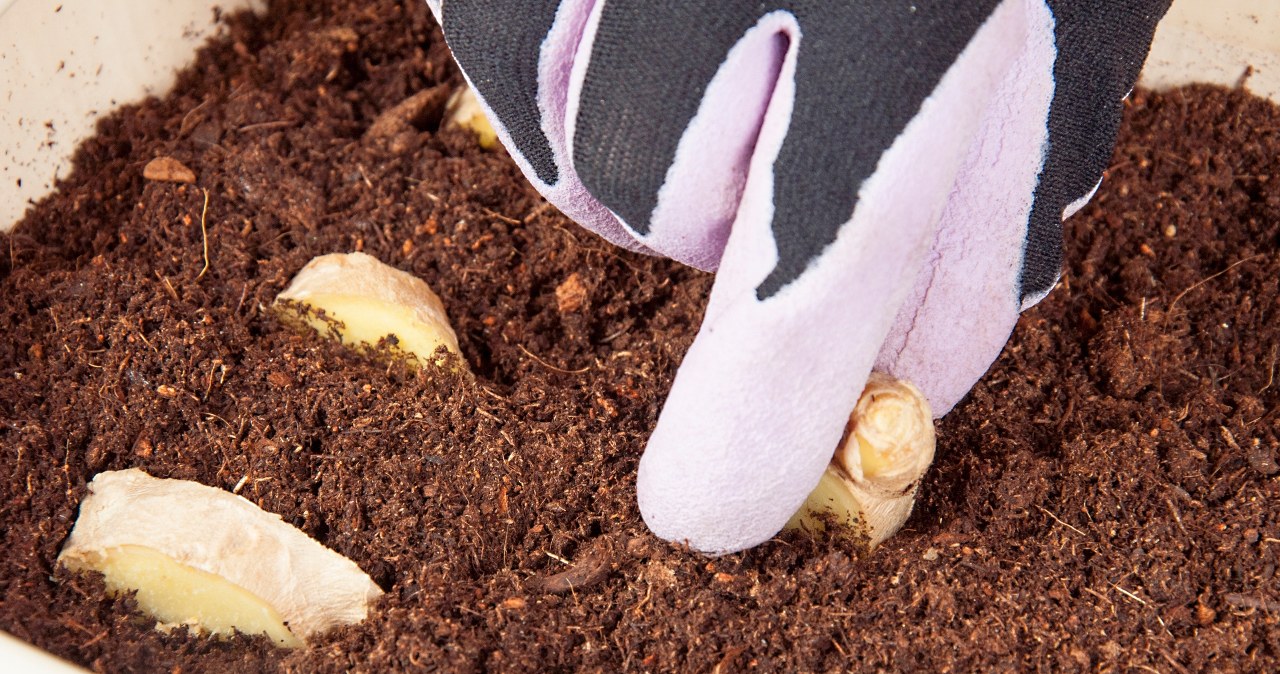 Posadzenie imbiru w doniczce to znakomity pomysł. Dzięki temu będziesz mieć go zawsze pod ręką /Pixel