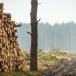 Poseł PiS: Chcemy jak najszybciej zmienić przepisy dot. wycinki drzew