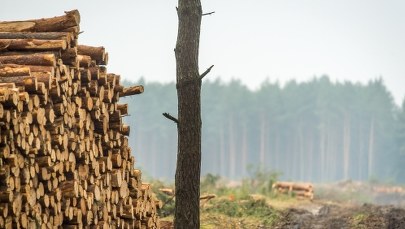 Poseł PiS: Chcemy jak najszybciej zmienić przepisy dot. wycinki drzew