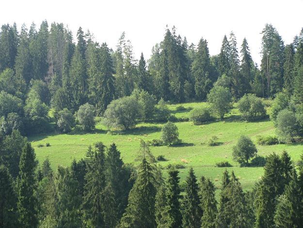 Posiadanie lasu wiąże się z koniecznością zapłaty podatku /INTERIA.PL