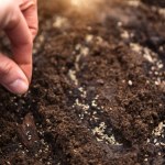 Posiej obok pietruszki. Ogrodnicy zdradzają trik na ogromne korzenie