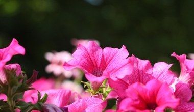 Посійте ці квіти в січні - і ваш сад навесні буде найяскравішим