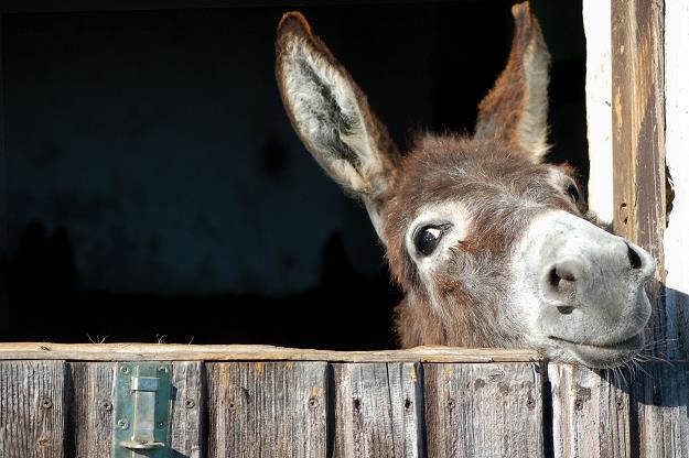 Posłowie zmienili zasady rejestracji koniowatych (koń, osioł, zebra) /&copy;123RF/PICSEL