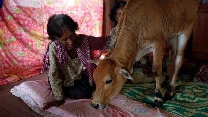 Poślubiła cielaka. Wierzy, że to wcielenie jej męża po reinkarnacji