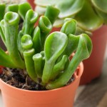 Postaw na parapecie. "Uszy Shreka" mają przyciągać pieniądze do domu