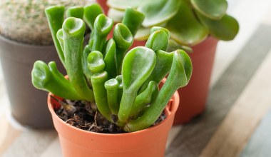 Postaw na parapecie. "Uszy Shreka" mają przyciągać pieniądze do domu