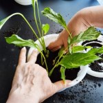 Postaw tę roślinę na parapecie. Wilgoć zniknie z okien raz, dwa