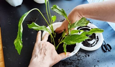 Postaw tę roślinę na parapecie. Wilgoć zniknie z okien raz, dwa