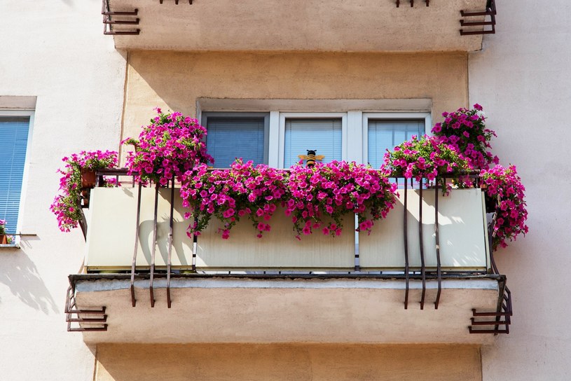 Postawiłeś kwiaty na balkonie? Mandat może mocno uszczuplić portfel. Kodeks mówi jasno