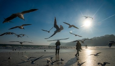 Postrzałki i zmarznięte ptaki. Dzikich pacjentów w zimie przybywa