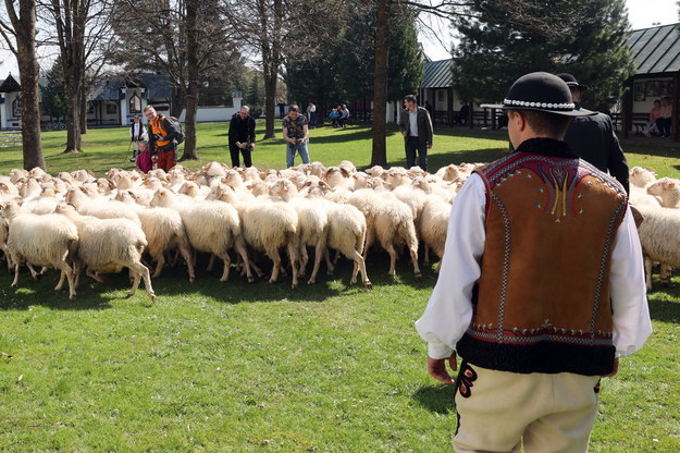 Poświęcenie owiec w Bazylice Wniebowzięcia Najświętszej Marii Panny w Ludźmierzu /Grzegorz Momot /PAP