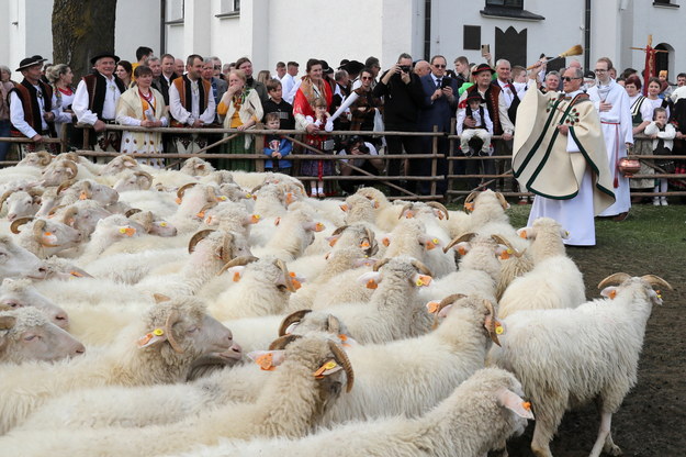 Poświęcenie owiec w Bazylice Wniebowzięcia Najświętszej Marii Panny w Ludźmierzu /Grzegorz Momot /PAP