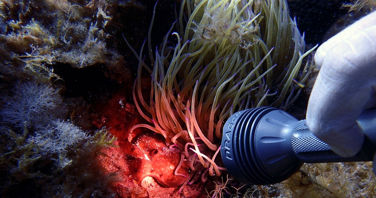 Posydonia potrafi poradzić sobie z plastikiem, który na morskie dno trafia za sprawą człowieka... / VW Pics / Contributor /Getty Images