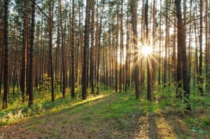 Poszedł na spacer do lasu, znalazł dar dla bóstwa sprzed 6 tysięcy lat