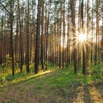 Poszedł na spacer do lasu, znalazł dar dla bóstwa sprzed 6 tysięcy lat